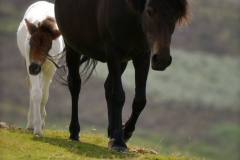 Dartmoor-Ponies-watermarked