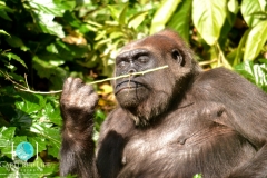 Sunbathing Gorilla