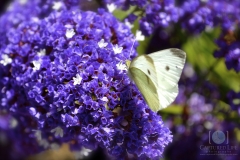 Purple Flower Butterfly