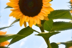 Sunflower-watermarked