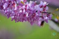 Bee on Blossom watermarked
