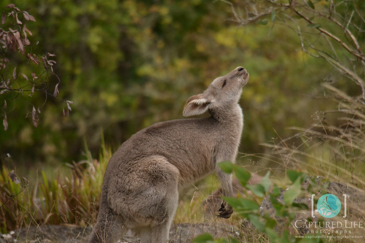 Kangaroo sniffing air