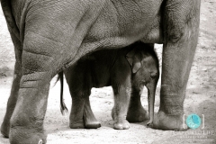 Baby-elephant-watermarked