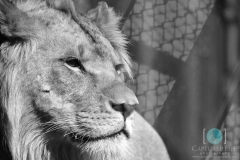 Black & White Lion