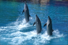 Dolphin show