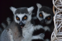 Lemurs