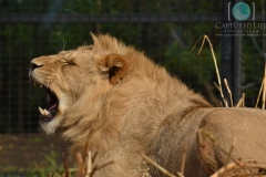 Lion Roar