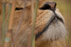 Lion Through the Reeds