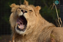 Lion Yawn