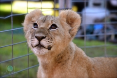 Lion cub