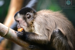 Monkey-watermarked