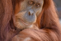 Orangutan 1