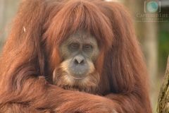 Orangutan 2