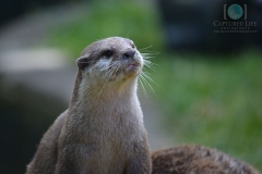 Otter-watermarked