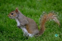 Squirrel on grass