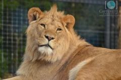 Thinking Lion