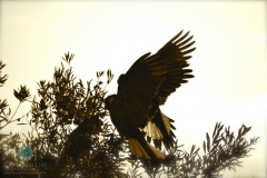 Black-Cockatoos-in-flight