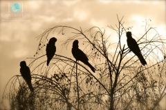 Black-cockatoos