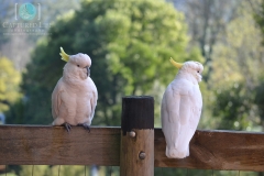 Cockatoos & Mountain