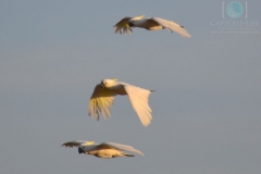 Cockatoos-watermarked