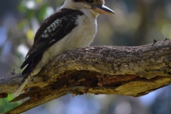 Kookaburra