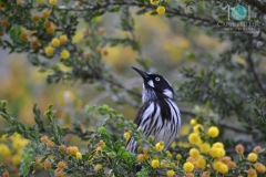 Wattle-Blossom-&-Bird-watermarked