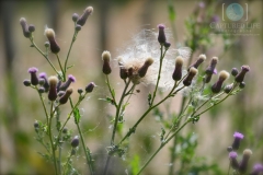 Dandelion-Thistles