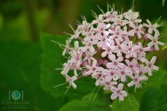 Floral flowers