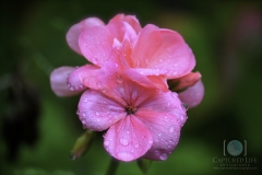 Raindrop pink flower