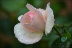 Water-rose-watermarked