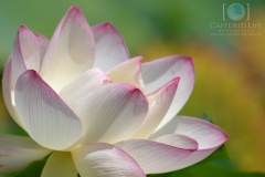 White Waterlily