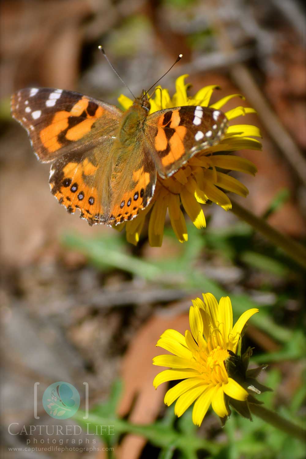 Wild-butterfly-in-Bundarra