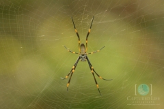 Golden Orb Spider