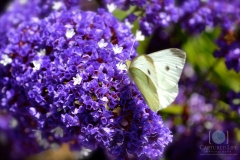 Purple-Flower-Butterfly