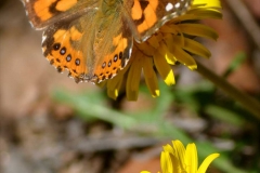 Wild-butterfly-in-Bundarra